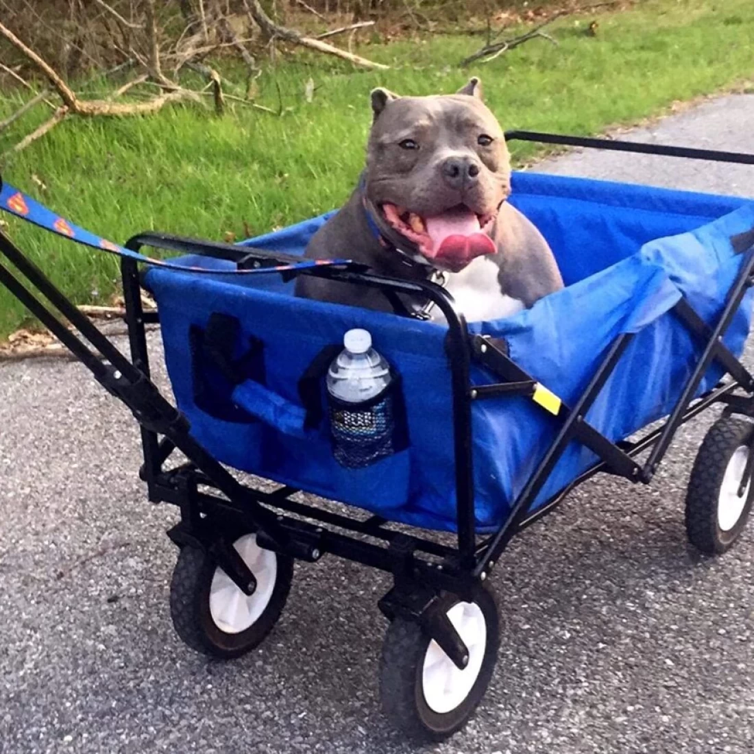 Best beach trolley collapsible outdoor utility wagon carrying a dog along the road.